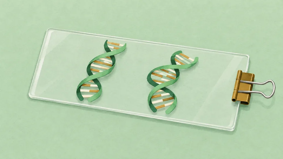 To grønne DNA-spiraler med orange og hvide striber på en gennemsigtig plade med metalclip.